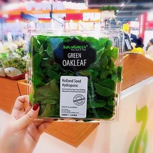 Green Oakleaf